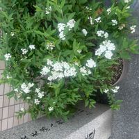 スイートアリッサム の画像