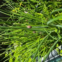 チャイブの画像