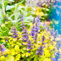 アジュガ,アジュガ,ラムズイヤー,シンバラリア,2026♡マイ♡ガーデンの画像