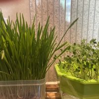 大葉,大葉,大葉,猫草,猫草の画像