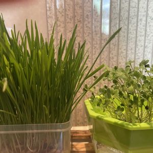 大葉,大葉,大葉,猫草,猫草の画像