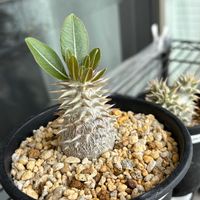 ユーフォルビア属,パキポディウム　恵比寿大黒,パキポディウム　グラキリス✖️ホロンベンセ,多肉植物,観葉植物の画像