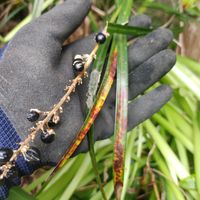 ヤブランの画像