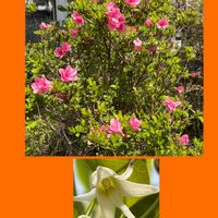 皇帝ダリア,皇帝ダリア,ムベ,サツキ,サツキの画像