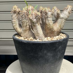 パキポディウム・ブレビカリックス,多肉植物,塊根植物,コーデックス,花のある暮らしの画像