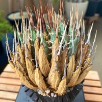 アガベ・ユタエンシス・ エボリスピナ,観葉植物,塊根植物,ベランダガーデン,アガベ属の画像