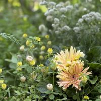 ガーベラ,ガーベラ,ガーベラ,ラッキークローバー,ラッキークローバーの画像