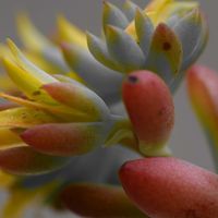 エケベリア,エケベリア,多肉植物,観葉植物,エケベリア属の画像