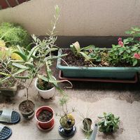 アロエ,オリーブ,金のなる木,クロマツ,プチトマトの画像