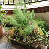 バラ,フェンネルの画像