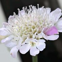 スカビオサ,スカビオサ  白ときどき桃,白とピンクの花,平和の祈り,平和を祈るの画像