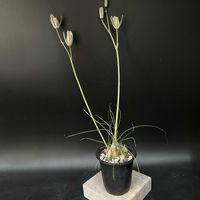 多肉植物,観葉植物,珍奇植物,ケープバルブ,ビザールプランツの画像