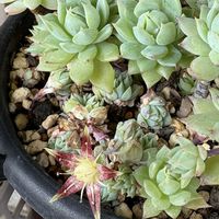 マクドガリ－,no green no life,多肉の花芽,咲いた咲いた,多肉もお花も大好き❤️の画像