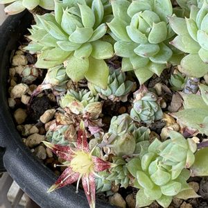 マクドガリ－,no green no life,多肉の花芽,咲いた咲いた,多肉もお花も大好き❤️の画像