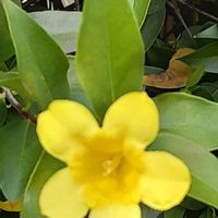 カロライナジャスミンの画像