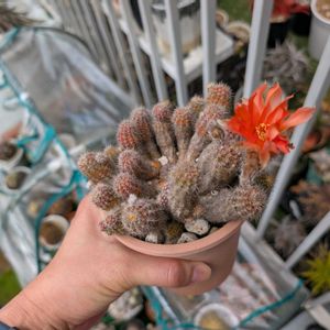 サボテンの花開花,サボテンの花,ベランダの画像