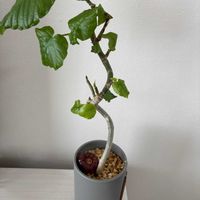 ウンベラータの画像