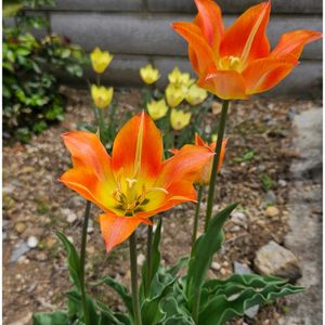 スミレ,スミレ,チューリップ,バラ,原種系チューリップ ホンキートンクの画像