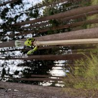 コシアブラの画像