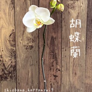 胡蝶蘭,観葉植物,水耕栽培,開花,水栽培の画像