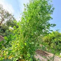 パクチー,パクチー,コリアンダー,コリアンダー,ハーブの画像