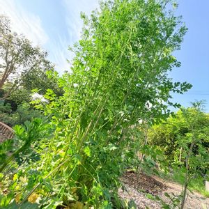 パクチー,パクチー,コリアンダー,コリアンダー,ハーブの画像