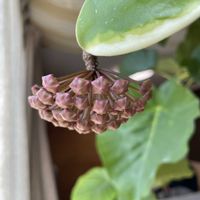 ホヤ・カルノーサ,多肉寄せ植え,ほしつながり,だいすきがいっぱい,たいせつななかま♡の画像