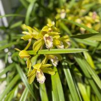 シンビジウムの画像