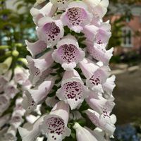 ジギタリスの画像