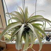 チランジア,ウスネオイデス,キセロ グラフィカ,エアプランツ,観葉植物の画像