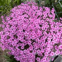 芝桜,観葉植物,おうち園芸,元気に育ててますよ,家庭菜園の画像