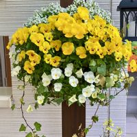 アリッサム,ヘデラ,アイビー,ビオラ,可愛いの画像