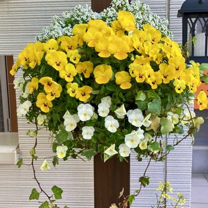 アリッサム,ヘデラ,アイビー,ビオラ,可愛いの画像