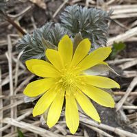 フクジュソウ,山野草,スプリングエフェメラルの画像