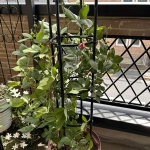 ラレーヌビクトリア,挿し木苗,今日のお花,ばら バラ 薔薇,ベランダの画像