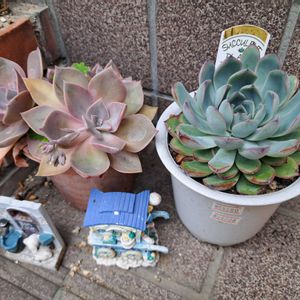 階段/廊下,玄関の画像