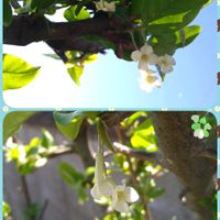 ビックリグミ,小さな花,SDGs,心に笑顔の花を,土曜日は お空の発表会の画像