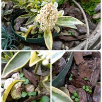 セツブンソウの画像