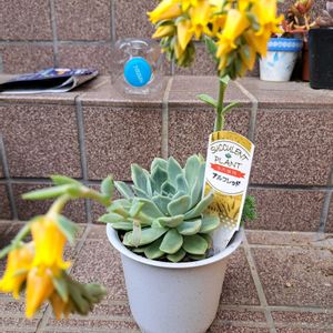 階段/廊下,玄関の画像