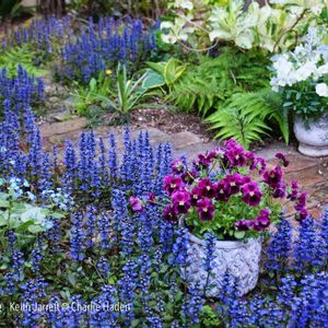 ハーブ,ガーデニング,無農薬,グラス女子(*ˊᵕˋ*)੭ ੈ,小さな庭の画像