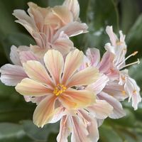 セダム,ブルーベリー,レウィシア,アトランティス,ハーブゼラニウムの画像