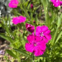 セキチクの画像