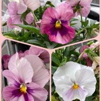 イチゴ,トマト,ルッコラ,パンジー,小松菜の花の画像