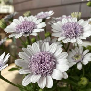 ツルニチニチソウ,ダブルオステオ　シルバーナイト,地植え,ガーデニング,青い花の画像