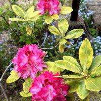 オダマキ,シャクナゲ,ツワブキ,ナデシコ,癒しの画像