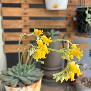 エケベリア属,マンション,ベランダの画像