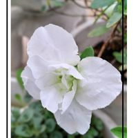 アザレア,アザレア,タンチョウソウ,レウィシア,花のある暮らし♡の画像