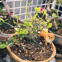 クチナシ,クチナシ,盆栽,日本庭園,室内の画像