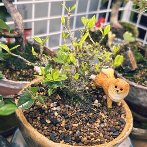 クチナシ,クチナシ,盆栽,日本庭園,室内の画像