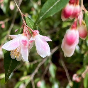 ヒメサザンカ,植物園にての画像